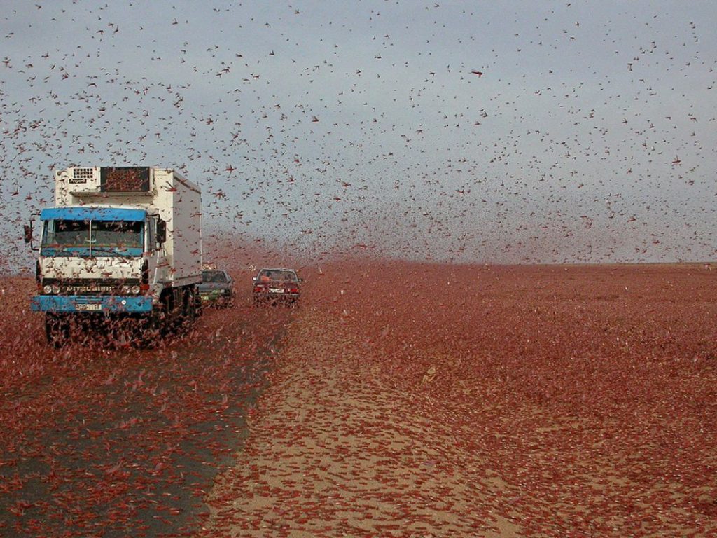 locust swarm