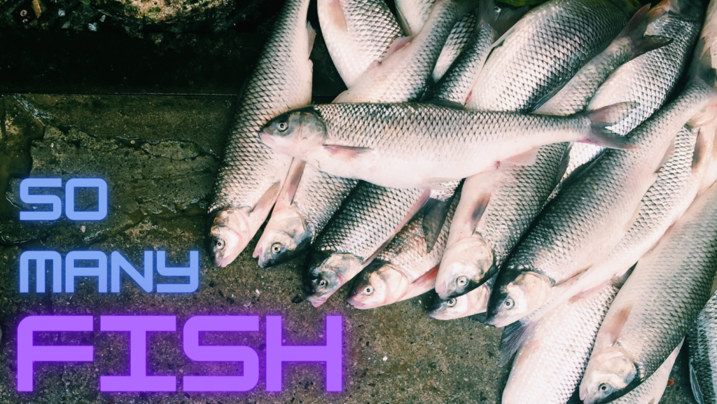 So many fish! image of a catch of fish
