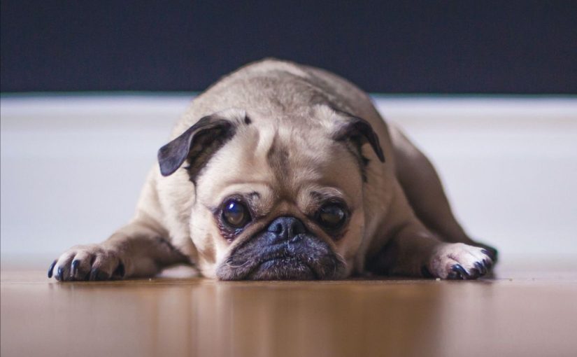 The Dog Ate My Passport and 10 Other Ways to Avoid Becoming a Missionary